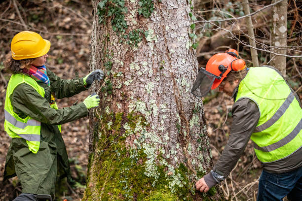 Best Seasonal Cleanup (Spring/Fall)  in Mastic, NY