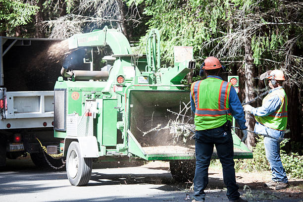 Best Tree Removal  in Mastic, NY