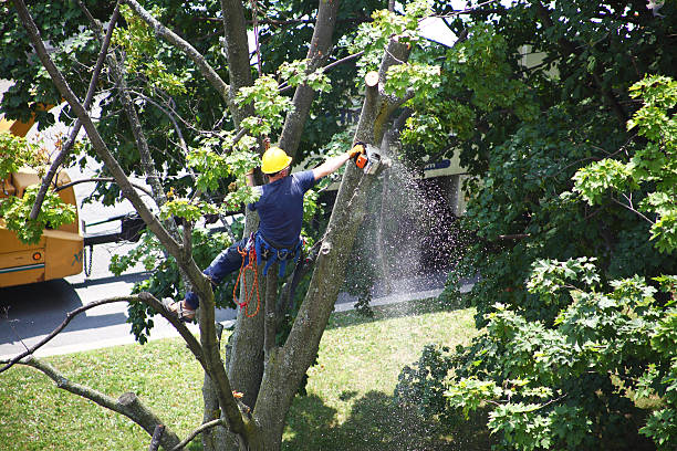 Best Tree Disease Treatment  in Mastic, NY